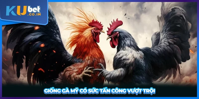 Giống gà Mỹ có sức tấn công vượt trội
